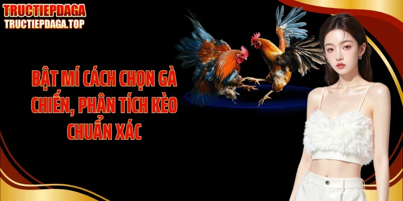 bat mi cach chon ga chien phan tich keo chuan xac Bật mí cách chọn gà chiến, phân tích kèo chuẩn xác