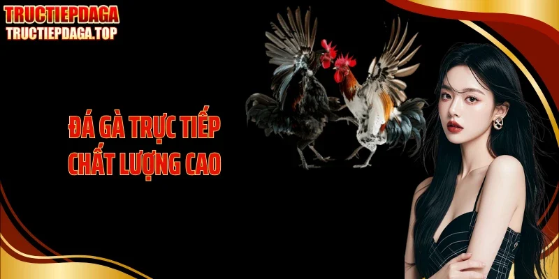Đá Gà Trực Tiếp Chất Lượng Cao Với Hình Ảnh Sắc Nét