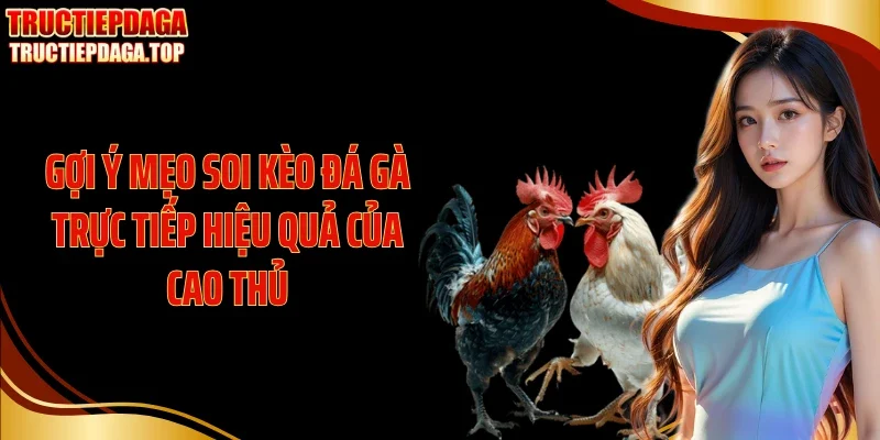 goi y meo soi keo da ga truc tiep hieu qua cua cao thu Gợi ý mẹo soi kèo đá gà trực tiếp hiệu quả của cao thủ