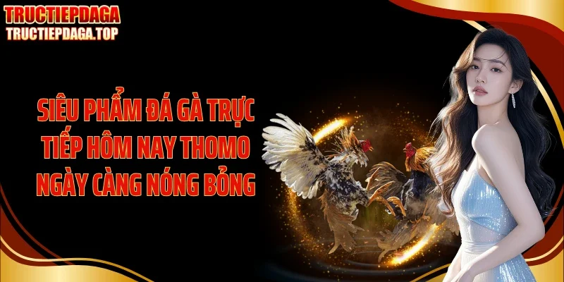 Siêu phẩm đá gà trực tiếp hôm nay Thomo ngày càng nóng bỏng