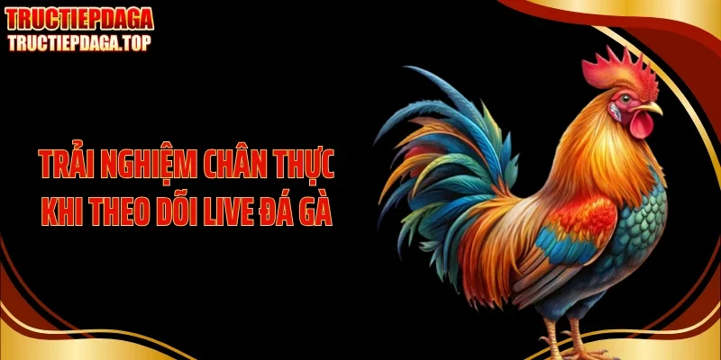 Trải nghiệm chân thực khi theo dõi live đá gà