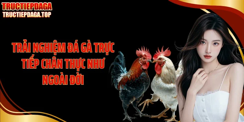 trai nghiem da ga truc tiep chan thuc nhu ngoai doi Trải nghiệm đá gà trực tiếp chân thực như ngoài đời