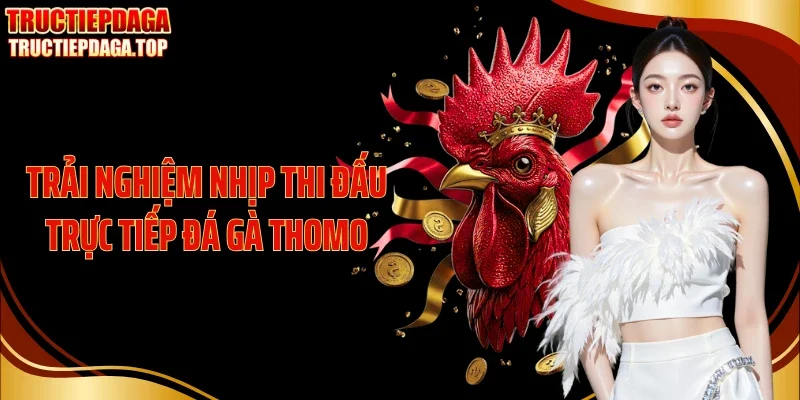 Trải nghiệm nhịp thi đấu trực tiếp đá gà Thomo
