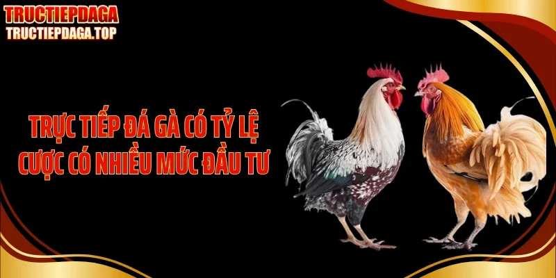 truc tiep da ga co ty le cuoc co nhieu muc dau tu Trực tiếp đá gà có tỷ lệ cược có nhiều mức đầu tư
