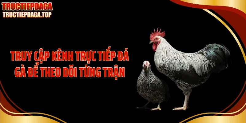 Truy cập kênh trực tiếp đá gà để theo dõi từng trận