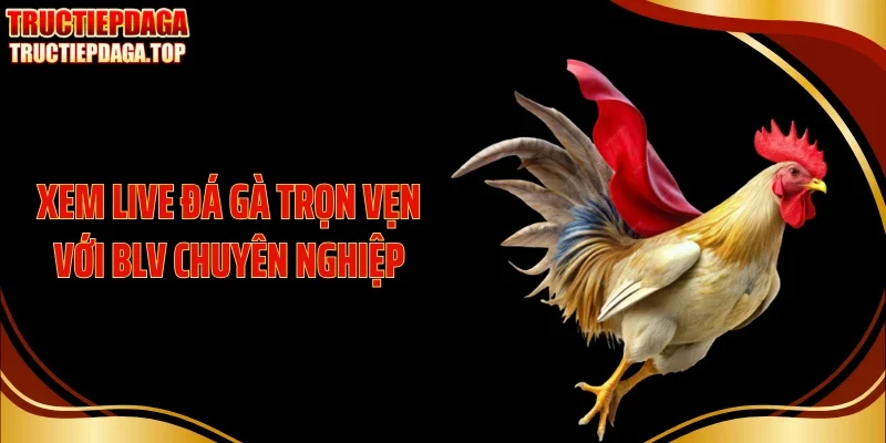 Xem live đá gà trọn vẹn với BLV chuyên nghiệp
