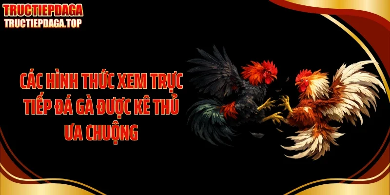 Các hình thức xem trực tiếp đá gà được kê thủ ưa chuộng