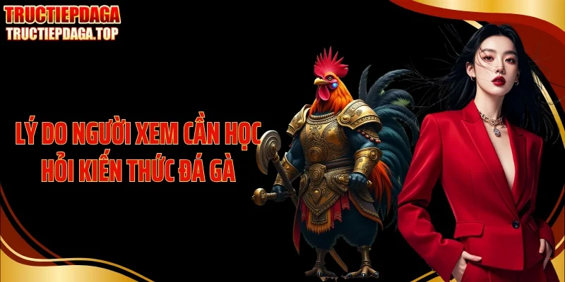 Lý do người xem cần học hỏi kiến thức đá gà