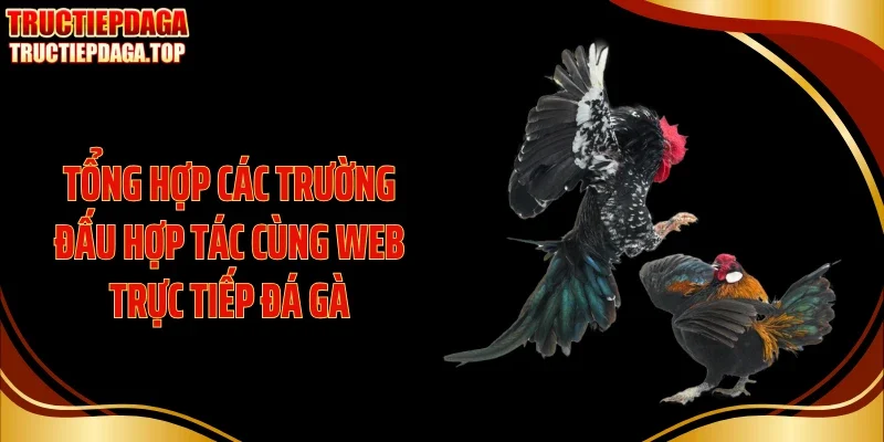 Tổng hợp các trường đấu hợp tác cùng web trực tiếp đá gà