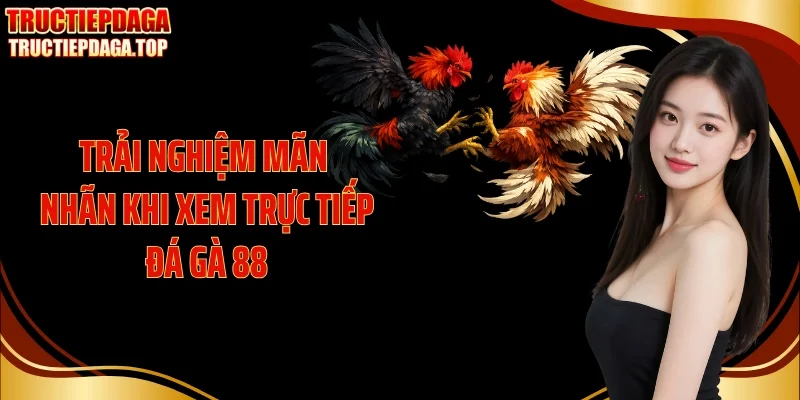 Trải nghiệm mãn nhãn khi xem trực tiếp đá gà 88
