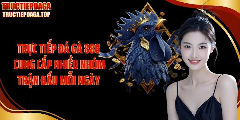 Trực tiếp đá gà 888 cung cấp nhiều nhóm trận đấu mỗi ngày