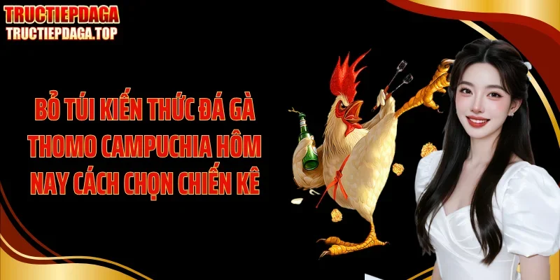Bỏ túi kiến thức đá gà thomo Campuchia hôm nay cách chọn chiến kê