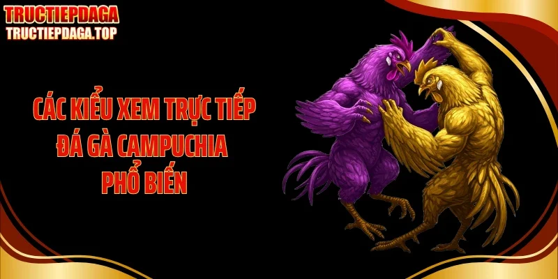 cac kieu xem truc tiep da ga campuchia pho bien Các kiểu xem trực tiếp đá gà Campuchia phổ biến
