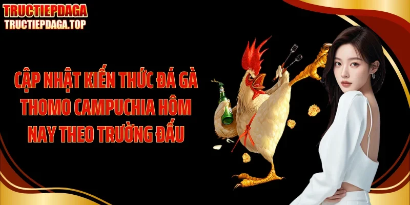 Cập nhật kiến thức đá gà thomo Campuchia hôm nay theo trường đấu