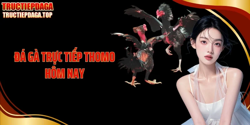 Đá Gà Trực Tiếp Thomo Hôm Nay: Trải Nghiệm Giải Trí Ấn Tượng