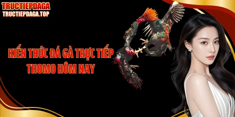 Kiến Thức Đá Gà Trực Tiếp Thomo Hôm Nay Cho Người Chơi Mới