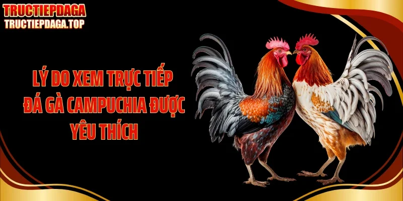 ly do xem truc tiep da ga campuchia duoc yeu thich Lý do xem trực tiếp đá gà Campuchia được yêu thích