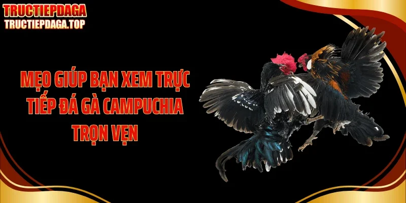 meo giup ban xem truc tiep da ga campuchia tron ven Mẹo giúp bạn xem trực tiếp đá gà Campuchia trọn vẹn