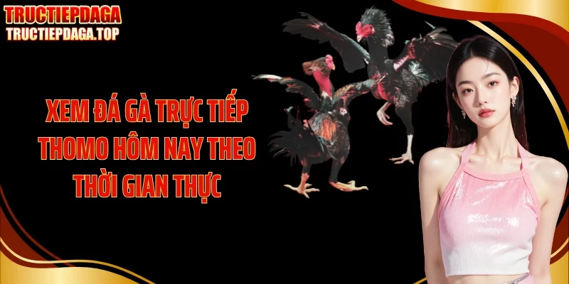 Xem đá gà trực tiếp thomo hôm nay theo thời gian thực